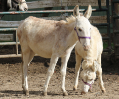  girl donkey pair